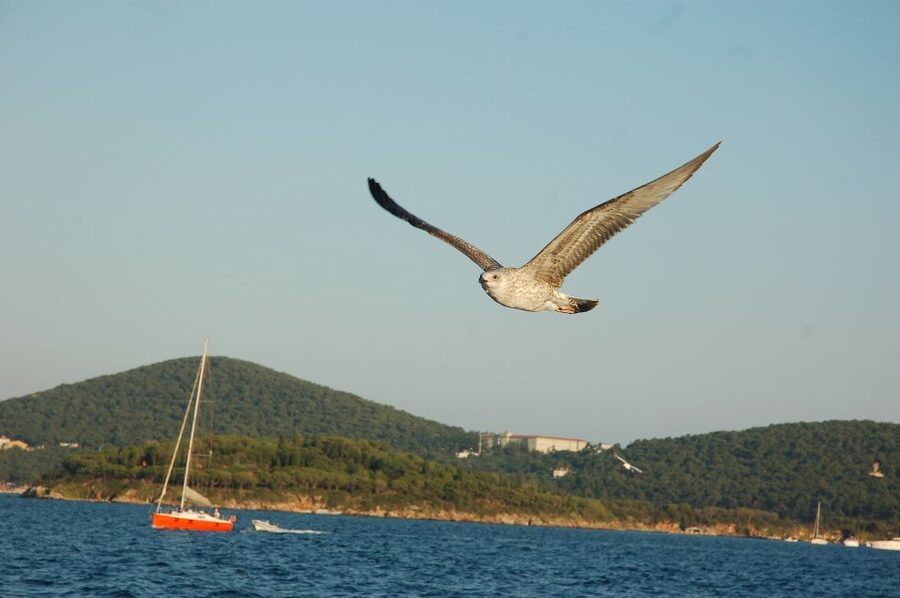 Istanbul: Princes' Islands Cruise w/Music, Lunch & Transfer - Music, group size, and the real mood onboard