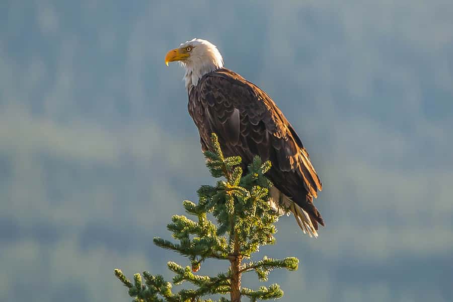 Jasper: Wildlife and Waterfalls Tour with Maligne Cruise - Who should book this tour