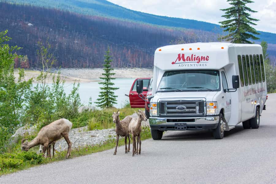 Jasper: Wildlife and Waterfalls Tour with Maligne Cruise - Why this Maligne Valley day works so well