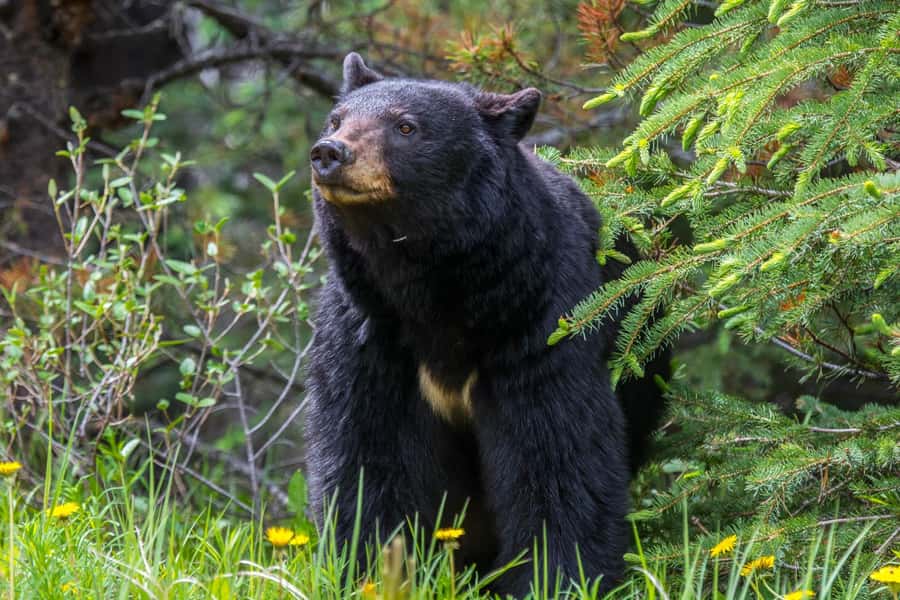 Jasper: Wildlife and Waterfalls Tour with Maligne Cruise - Maligne Canyon: a short walk with an important update