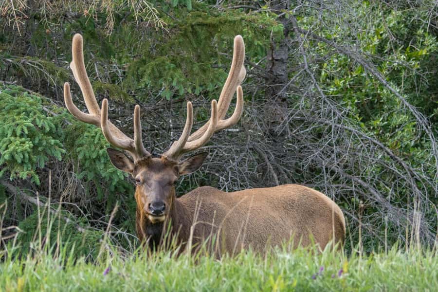 Jasper: Wildlife and Waterfalls Tour with Maligne Cruise - Maligne Lake and the 90-minute Spirit Island cruise