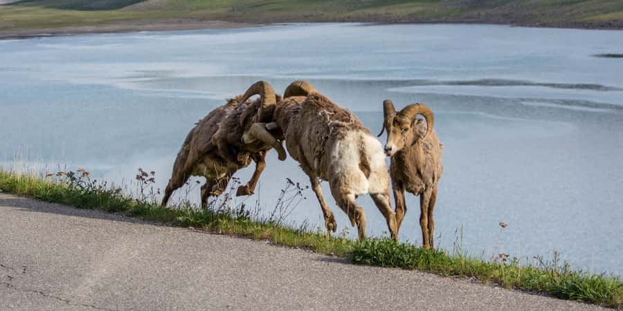 Jasper: Wildlife and Waterfalls Tour with Maligne Cruise - Wildlife watching along the road