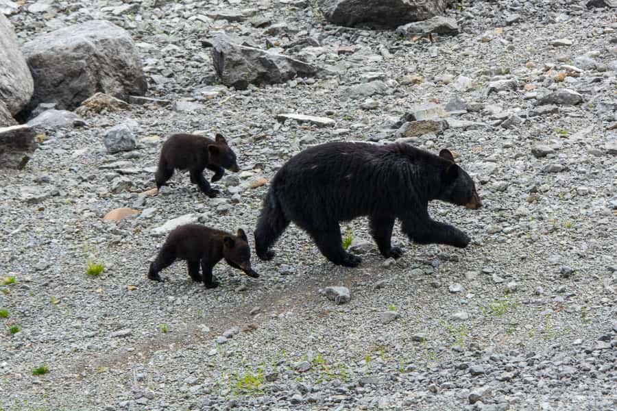 Jasper: Wildlife and Waterfalls Tour with Maligne Cruise - The story of the 2024 wildfire