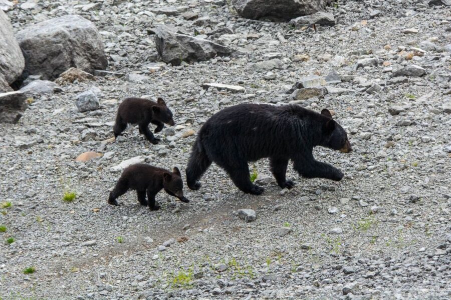 Jasper: Wildlife and Waterfalls Tour with Maligne Cruise - Price, timing, and what the $155 includes