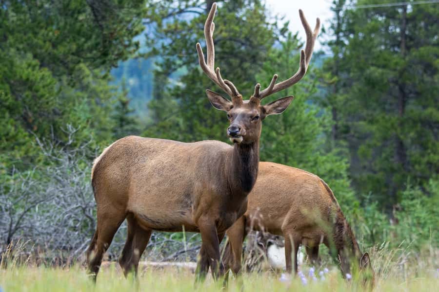 Jasper: Wildlife and Waterfalls Tour with Maligne Cruise - Leaving Jasper in a 21-seat minibus