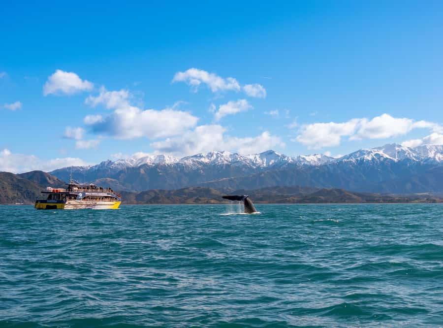 Kaikoura: Whale Watching Cruise - A comfortable catamaran with room to move