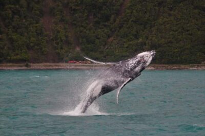 Kaikoura: Whale Watching Cruise
