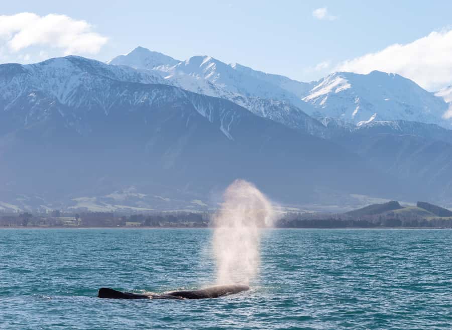 Kaikoura: Whale Watching Cruise - Searching for the first whale