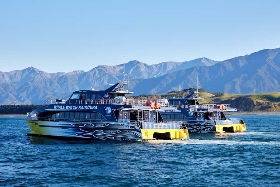 Kaikoura: Whale Watching Cruise - Dolphins, seals, and the surprise sightings