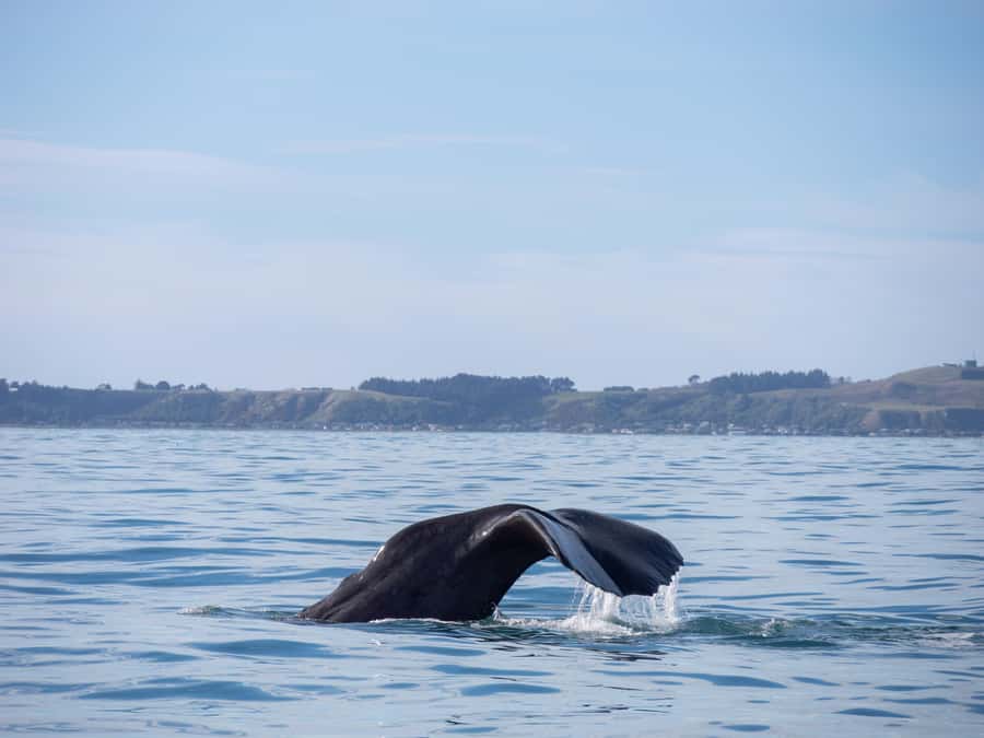 Kaikoura: Whale Watching Cruise - Commentary with science and Māori perspective