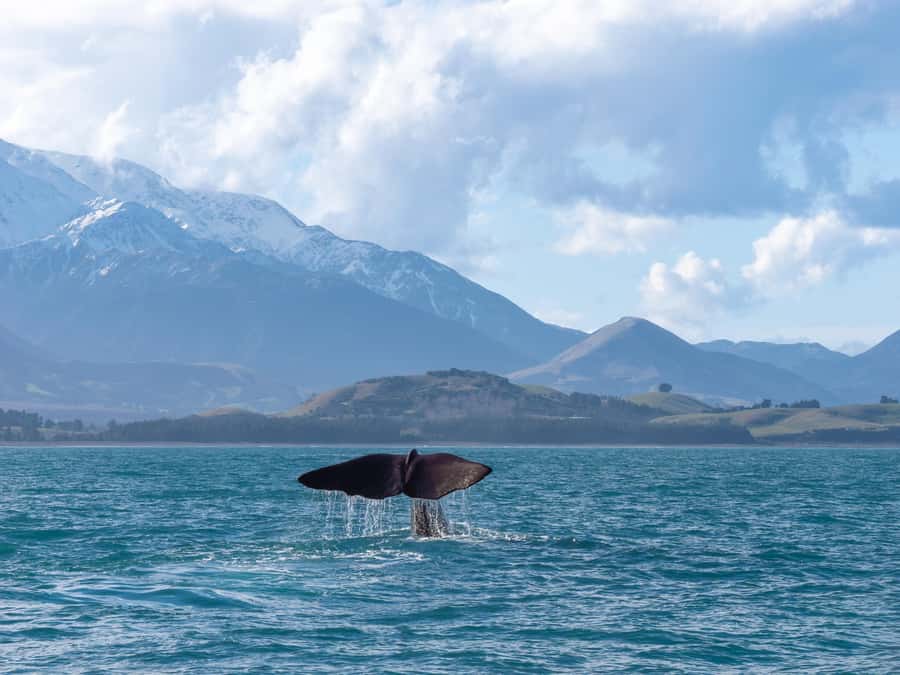 Kaikoura: Whale Watching Cruise - Is $104 a fair price?