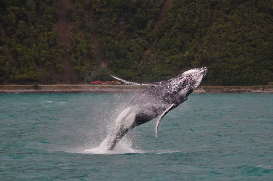 Kaikoura: Whale Watching Cruise - From the Kaikoura office to the open sea