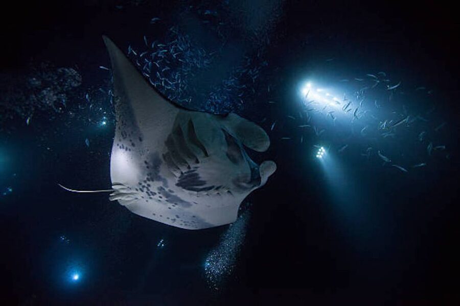 Kailua-Kona: Manta Ray Watching Nighttime Boat Trip - Key points to know before you book