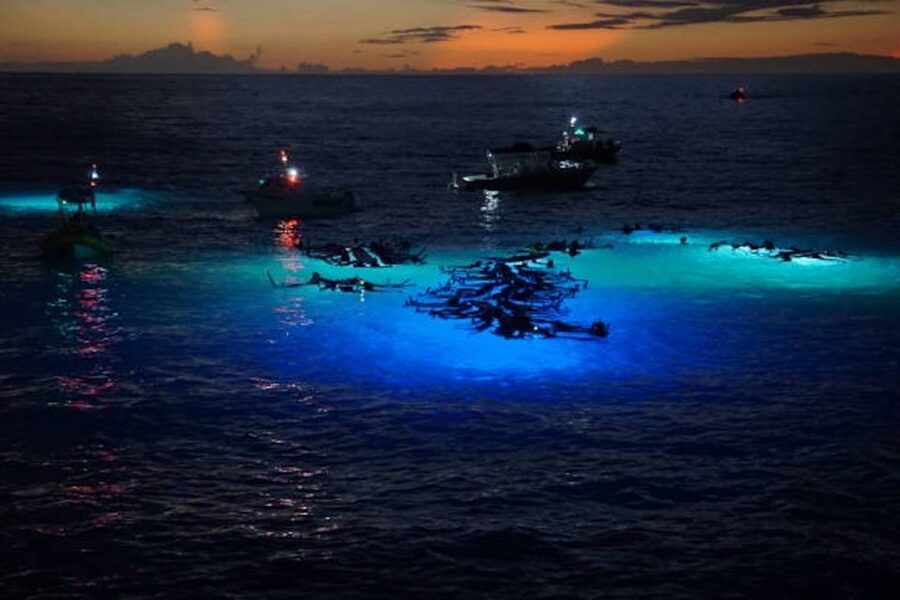 Kailua-Kona: Manta Ray Watching Nighttime Boat Trip - Why Kona’s manta ray night show is so special