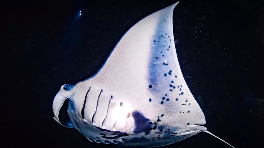 Kailua-Kona: Manta Ray Watching Nighttime Boat Trip - What happens during the two-hour outing