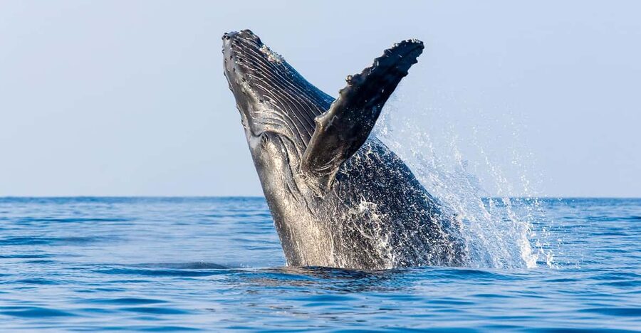 Kailua-Kona: Whale Watching Cruise on the Big Island - Key points to know before booking