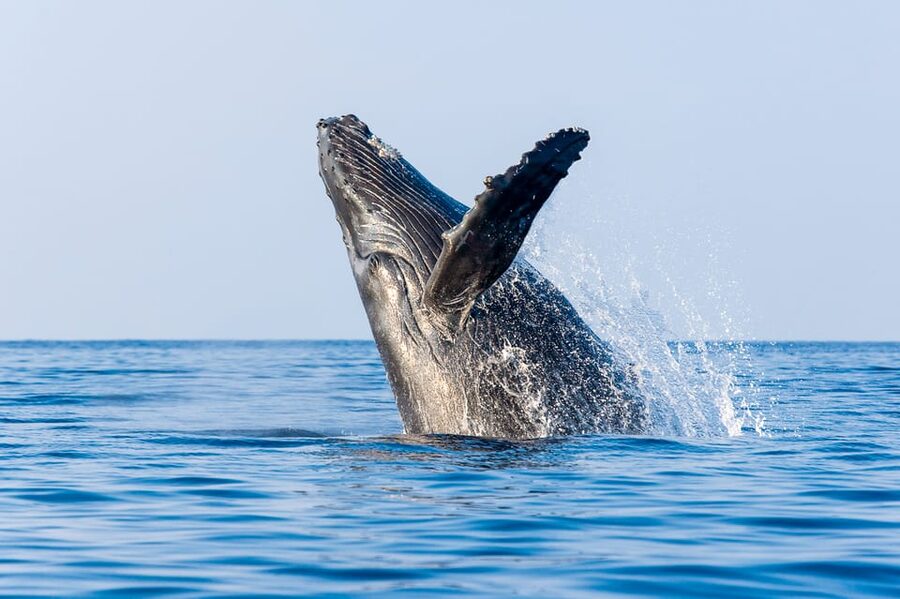 Kailua-Kona: Whale Watching Cruise on the Big Island - Why Hawaii is such an important place for humpback whales