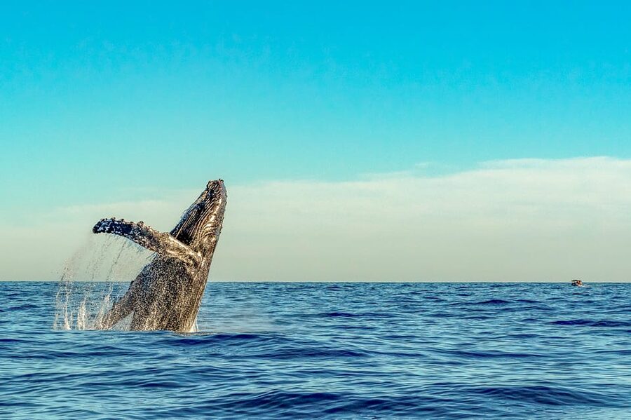 Kailua-Kona: Whale Watching Cruise on the Big Island - Boarding a covered catamaran