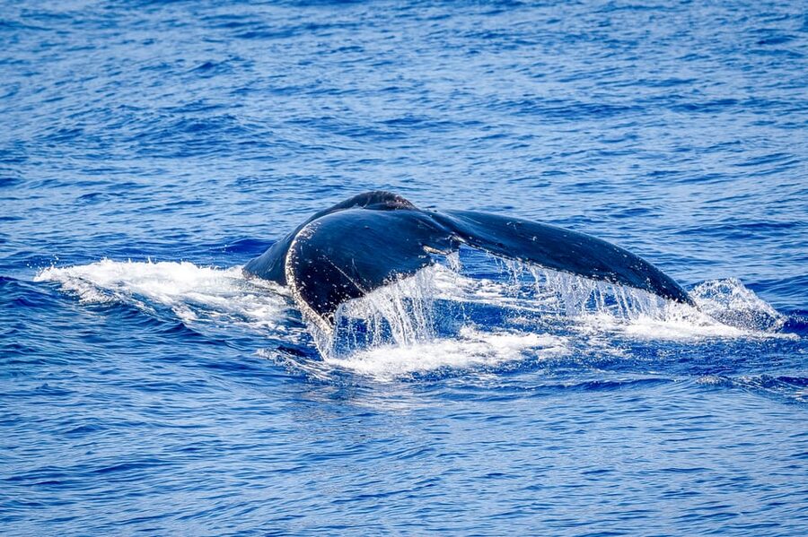 Kailua-Kona: Whale Watching Cruise on the Big Island - The first stretch of the cruise
