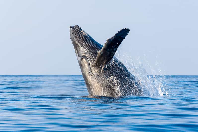 Kailua-Kona: Whale Watching Cruise on the Big Island - Is the $115 price fair?