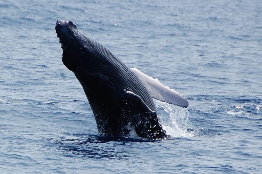 Kailua-Kona: Whale Watching Cruise on the Big Island - Arriving at Honokohau Harbor
