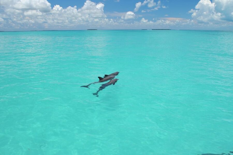Key West: Dolphin Watching and Snorkeling Eco Cruise Tour - Key points to know before booking
