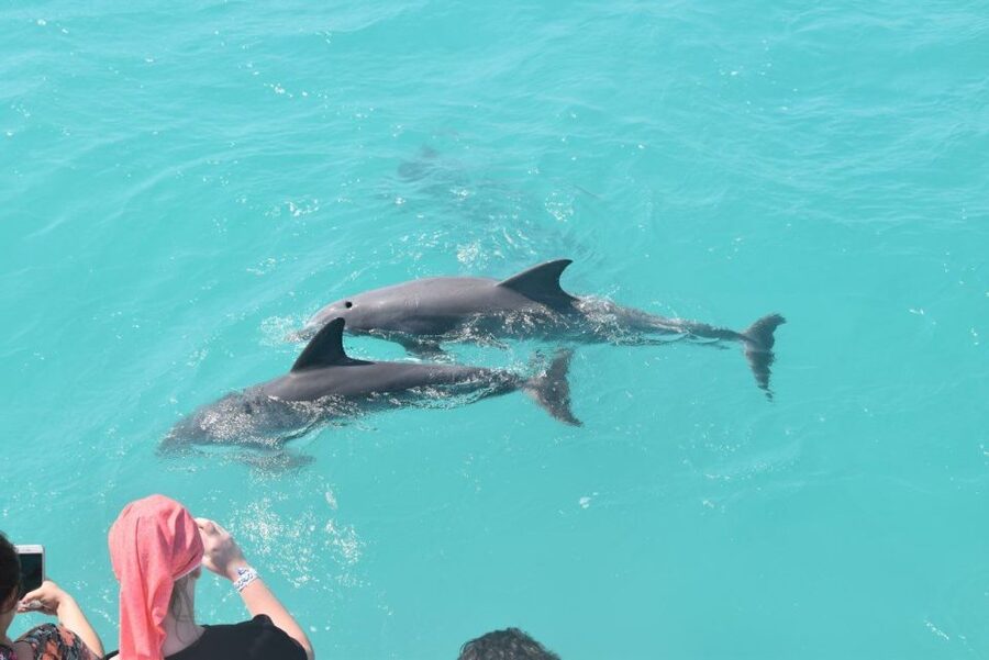 Key West: Dolphin Watching and Snorkeling Sunset Cruise - Key points at a glance