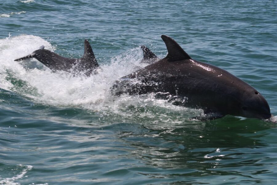 Key West: Dolphin Watching and Snorkeling Sunset Cruise - The crew makes the difference