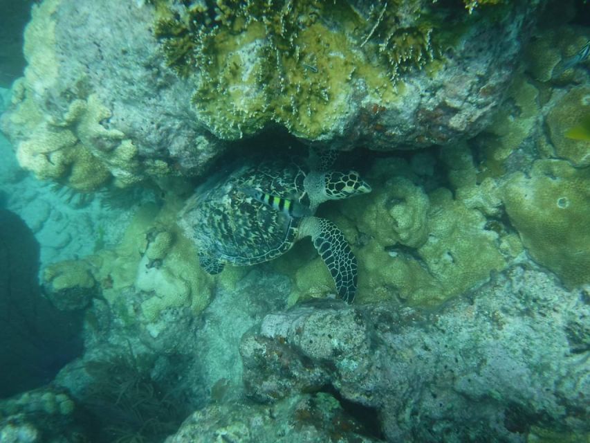 Key West: Dolphin Watching and Snorkeling Sunset Cruise - Is $79 good value?