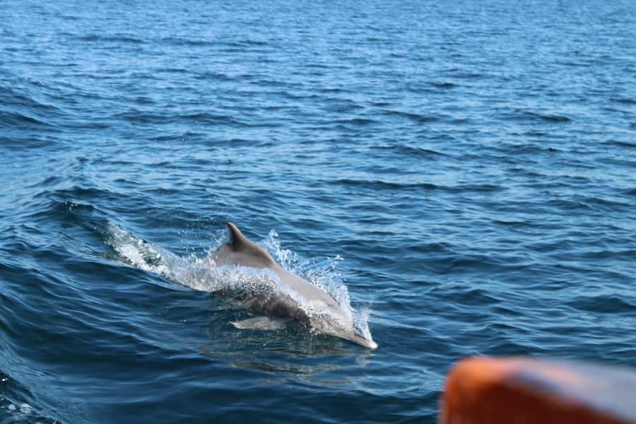 Khasab: Half-Day Dhow Cruise, Dolphin Watching, & Snorkeling - Boarding the decorated Omani dhow