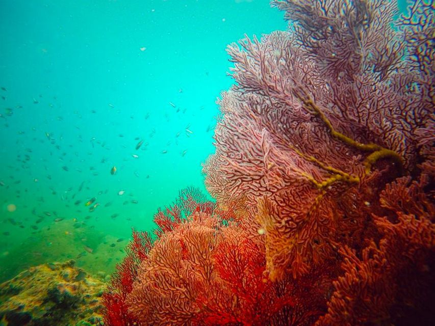 Ko Lanta: 4 Islands Snorkeling Tour by Longtail Boat - Who should book, and who should skip it?