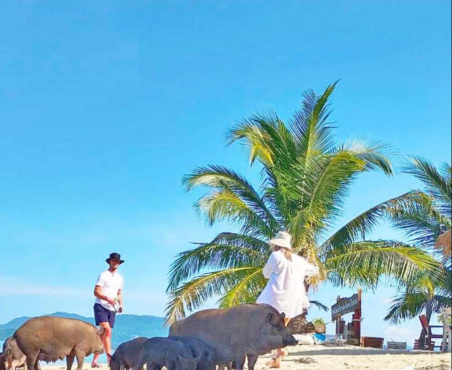 Ko Samui: Pig Island Snorkeling and Koh Tan Speedboat Tour - What the speedboat ride is really like