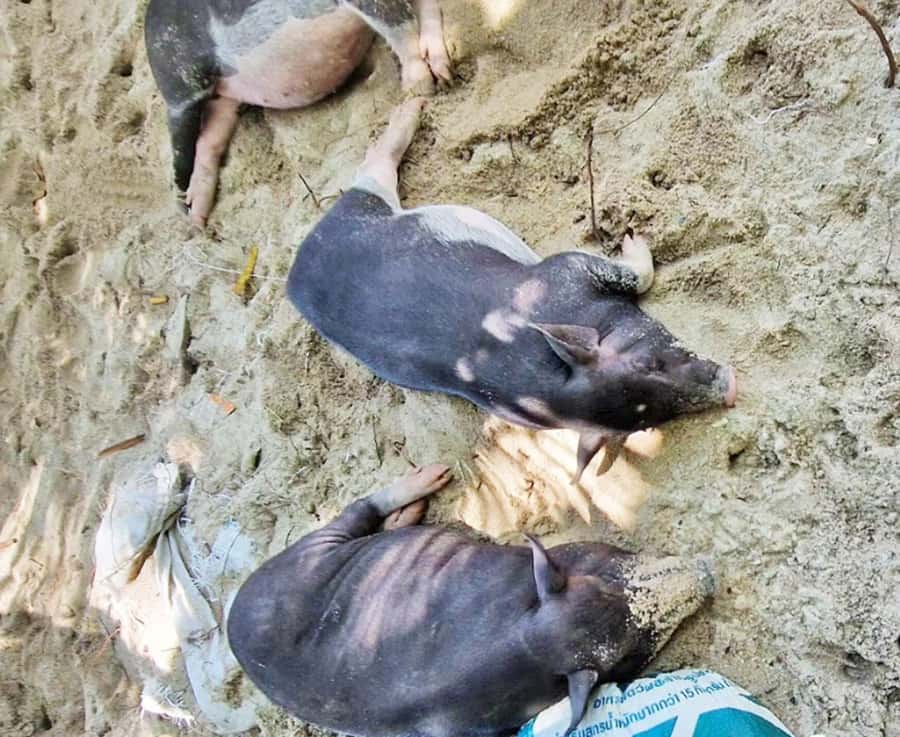Ko Samui: Pig Island Snorkeling and Koh Tan Speedboat Tour - Pickup, waiting, and timing
