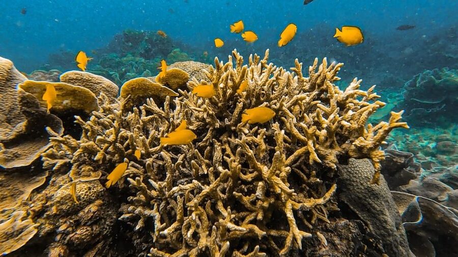 Koh Lipe: Longtail Boat Snorkeling Trip Program A - Koh Yang for hard coral and clear shallows