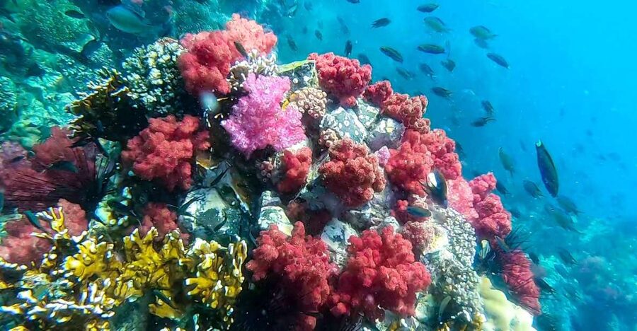Koh Lipe: Longtail Boat Snorkeling Trip Program A - Rawi Island and the lunch break