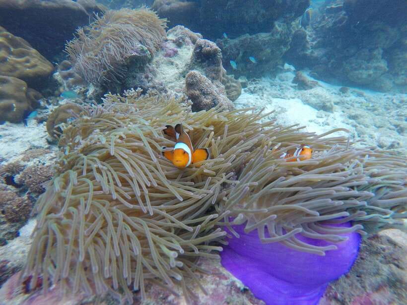 Koh Phi Phi: Maya Bay Private Longtail Boat Tour - Why the private longtail boat matters