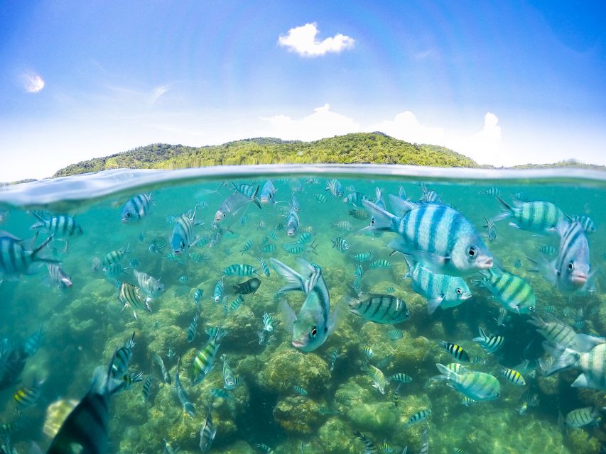 Koh Samui: Pig Island & Koh Tan Snorkeling by Speed boat - Why Pig Island makes this trip different
