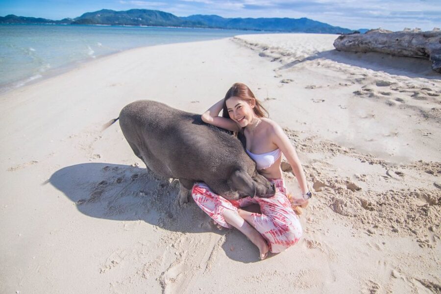Koh Samui: Pig Island & Koh Tan Snorkeling by Speed boat - Guides who keep the mood light