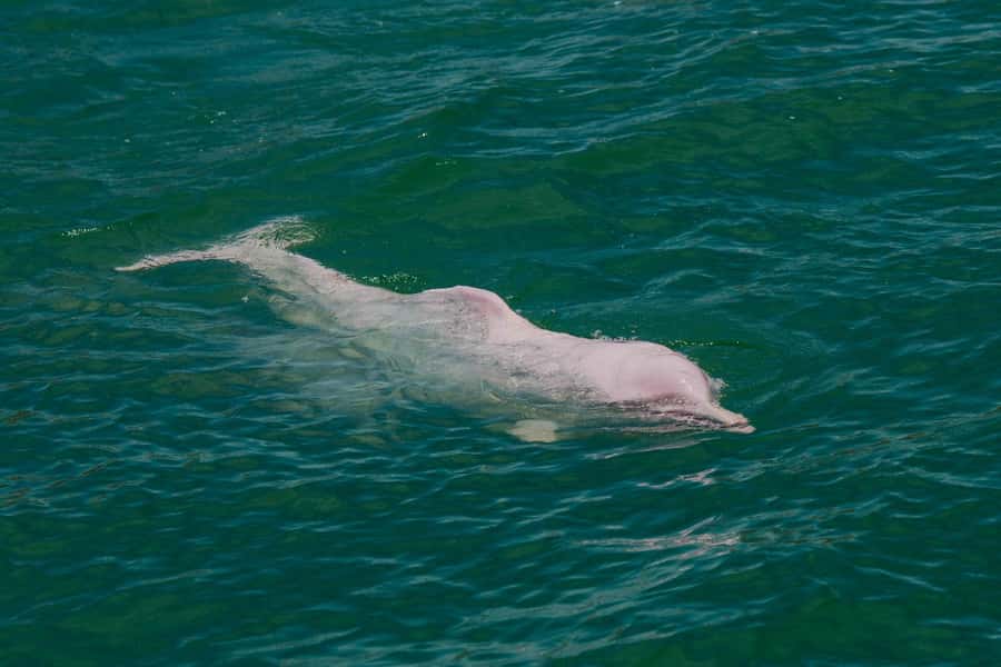 Koh Samui: Pink Dolphin Spotting & Pig Island Speedboat Tour - Should you book this Koh Samui tour?