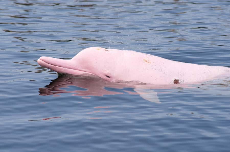 Koh Samui: Pink Dolphin Spotting & Pig Island Speedboat Tour - Ko Taen snorkeling and coral