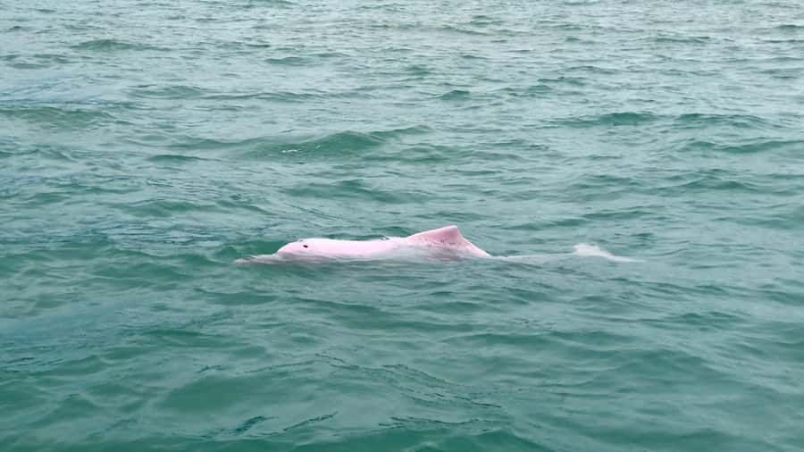 Koh Samui: Pink Dolphin Spotting & Pig Island Speedboat Tour - Ko Madsum, the famous Pig Island
