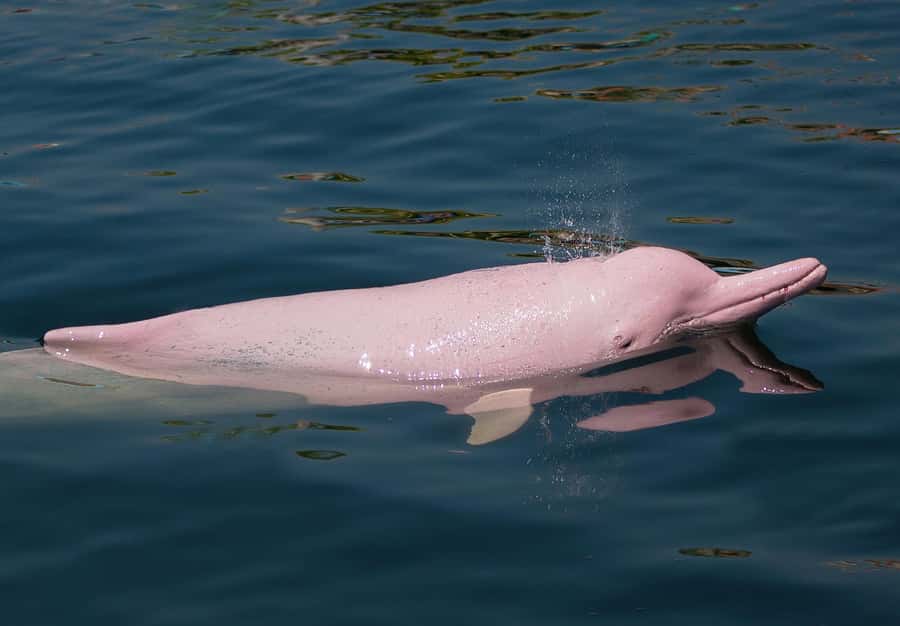Koh Samui: Pink Dolphin Spotting & Pig Island Speedboat Tour - Practical tips before you go