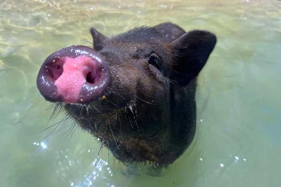 Koh Samui: Private Longtail Boat to Pig Island with Snorkel - Snorkeling near Koh Tan