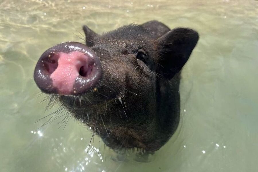 Koh Samui: Private Longtail Boat to Pig Island with Snorkel - A private tour that actually gives you control