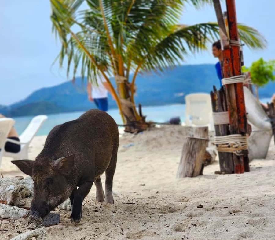Koh Samui: Private Longtail Boat to Pig Island with Snorkel - Picking the right departure time