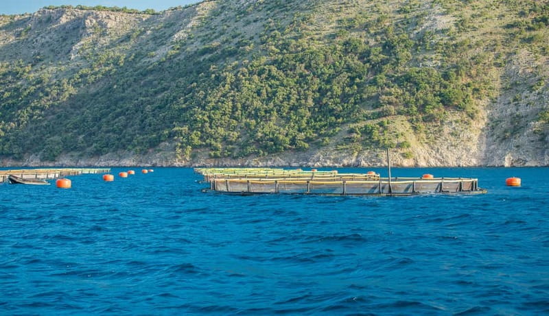 Krk: Golden Beach and Blue Cave Cruise with Welcome Drink - Key points to know before you book