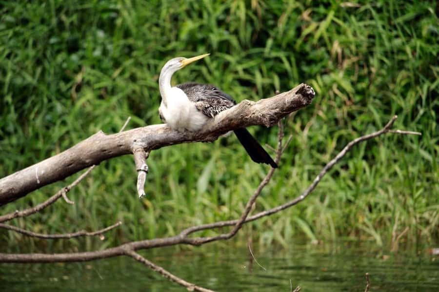 Kuranda: Riverboat Tour - Crocodiles, turtles, and the wildlife odds