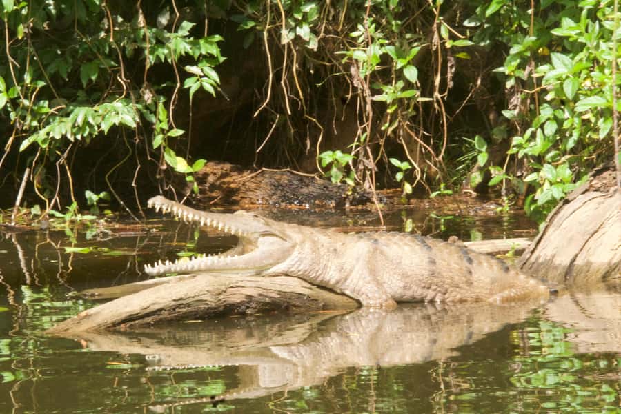 Kuranda: Riverboat Tour - Why the guide makes such a difference