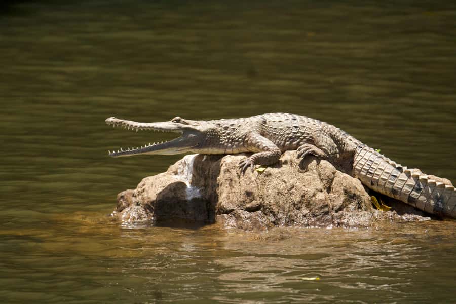Kuranda: Riverboat Tour - Practical details before you book