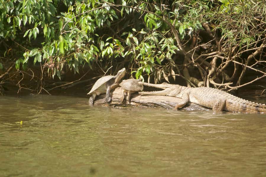 Kuranda: Riverboat Tour - Should you book the Kuranda Riverboat?